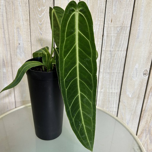 楽天市場】アンスリウム エースオブスペード 3号硬質黒ポット※葉傷み