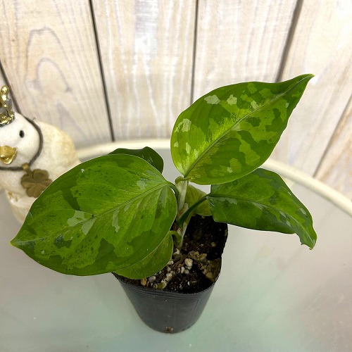 楽天市場】アグラオネマ ピクタム NIAS 3.5号 アーバンジャングル