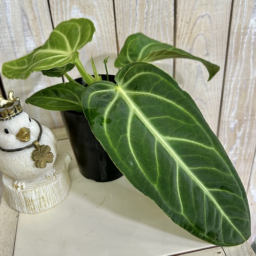 楽天市場】観葉植物 アンスリウム ウェンドリンゲリー 3.5号吊り鉢