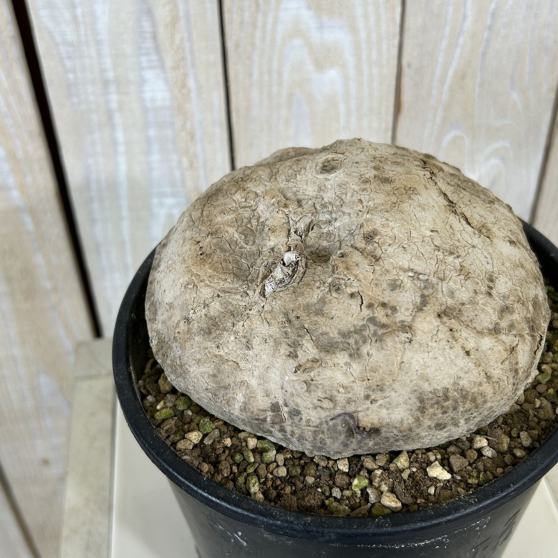塊根植物　ステファニア エレクタ φ12～15cm球 未発根 鉢付き 個体C(個体おまかせ1鉢)　コーデックス 室内園芸 おしゃれ 可愛い かわいい