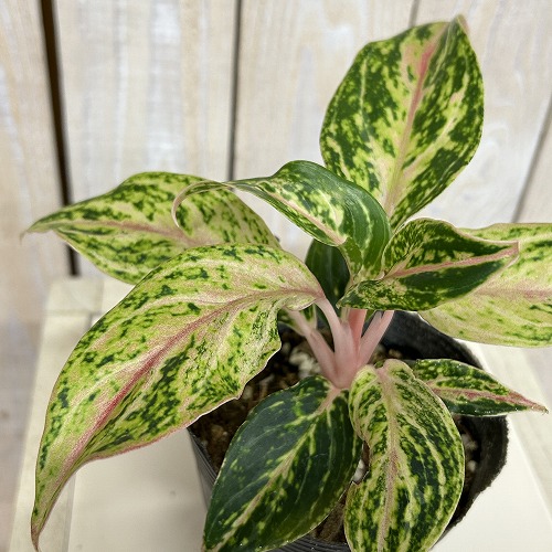 楽天市場】アグラオネマ ピクタム トリカラー エウレカ 3〜3.5号ポット