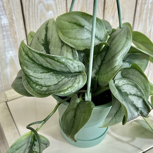 楽天市場】スキンダプサス プラチナム 3号ロングポット 観葉植物 銀葉