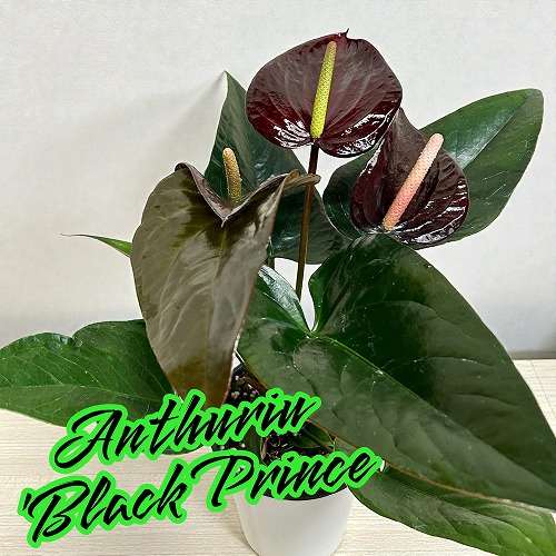 楽天市場】観葉植物 【葉傷みあり】アンスリウム ラディカンス