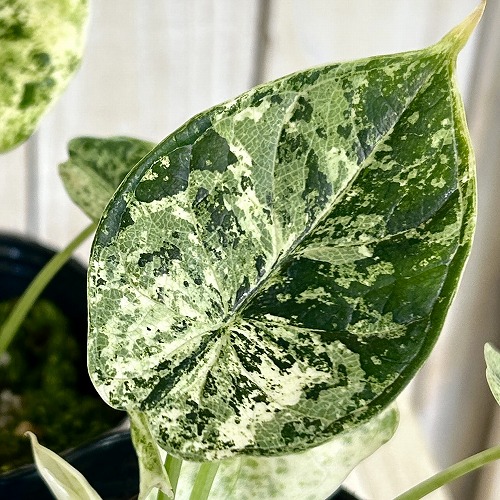 楽天市場】【間伸び気味】アロカシア マハラニ 3号(個体おまかせ1鉢