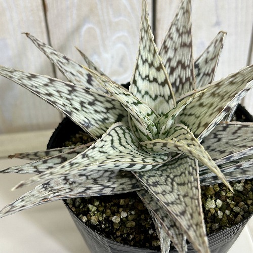 楽天市場】ビザールプランツ アロエ ヒスイデン 3.5号サイズ 鉢植え