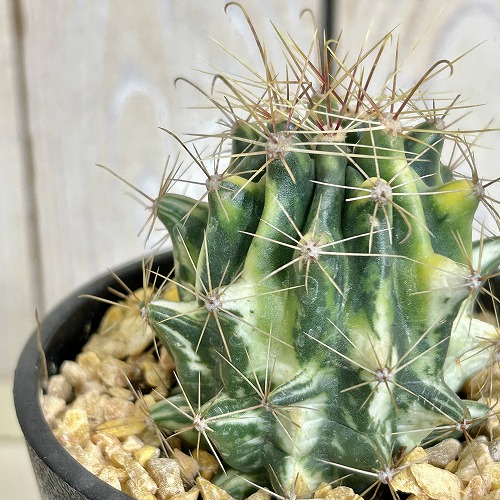 楽天市場】デンマークカクタス シャコバサボテン 5号サイズ鉢植え