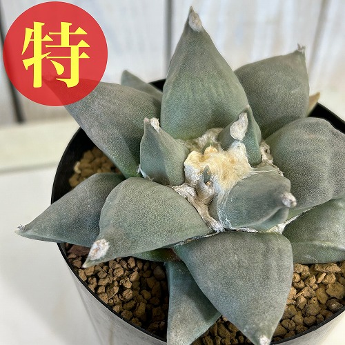 楽天市場】サボテン：アリオカルプス 村主モンスト花牡丹の実生*幅