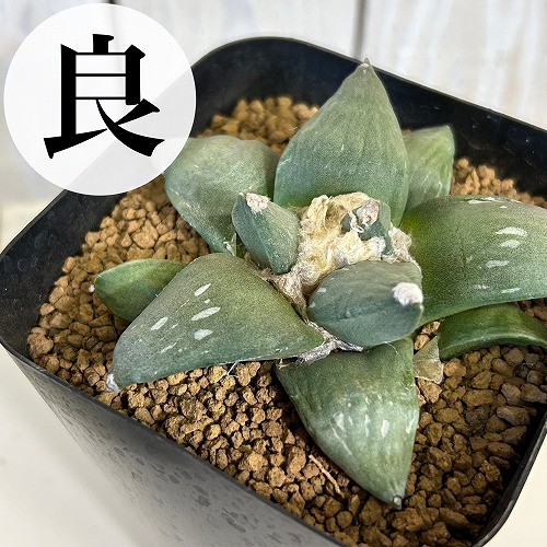 楽天市場】サボテン：アリオカルプス 村主モンスト花牡丹の実生*幅