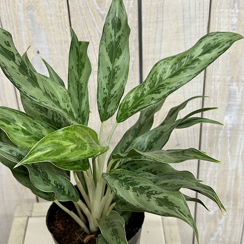 楽天市場】アグラオネマ ピクタム トリカラー エウレカ 3〜3.5号ポット