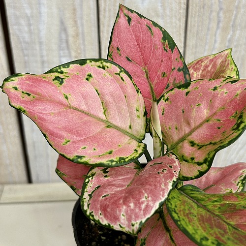 楽天市場】アグラオネマ ピクタム トリカラー エウレカ 3〜3.5号ポット