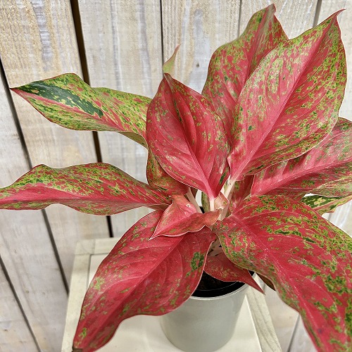観葉植物　アグラオネマ レッドムーン 4号ロング鉢(現品)　インテリアグリーン 室内園芸 おしゃれ 可愛い かわいい