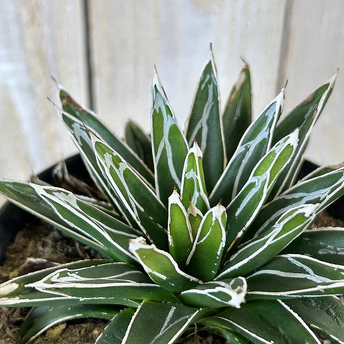 楽天市場】多肉植物 アガベ 王妃笹の雪 B型 2.5号ポット苗 : やましち