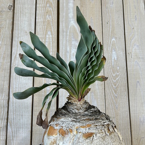 珍奇植物 ブーファン ハエマントイデス 9号セラアート鉢(現品) コーデックス 一点もの おしゃれ 希少種 レア|LEAFS