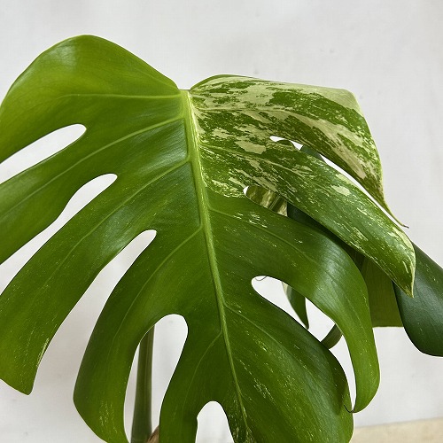 観葉植物　【B】白斑モンステラ ボルシギアナ バリエガータ 5号スリット鉢(現品)　インテリアグリーン 斑入り おしゃれ 可愛い かわいい