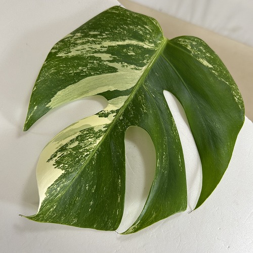 観葉植物　【F】白斑モンステラ ボルシギアナ バリエガータ 5号スリット鉢(現品)　インテリアグリーン 斑入り おしゃれ 可愛い かわいい