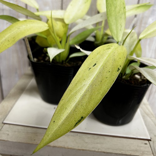 観葉植物　フィロデンドロン ホイップルウェイ 3号ポット(個体おまかせ1鉢)　インテリア 室内 おしゃれ 可愛い かわいい｜ＬＥＡＦＳ