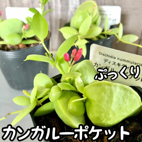 楽天市場】観葉植物 レア 珍しい 希少種 スキンダプサス ダーク