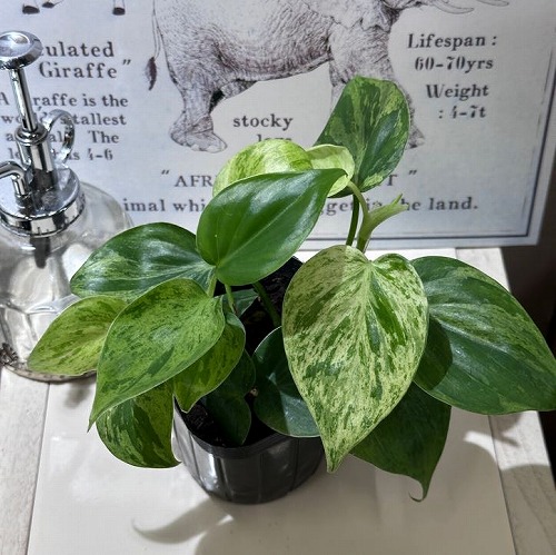 楽天市場】洋蘭 洋ラン パピリオナンセ テレス オリンピックリングス 3