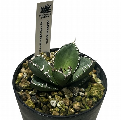 楽天市場】アガベ ササノユキ 笹の雪 Agave victoriae reginae 多肉