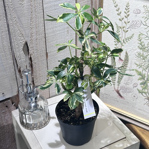 オペルクリカリア パキプス 塊根幅17.5cm 鉢ごと オペルクリカリア：パキプス（根挿し株）Sサイズ 2.5号鉢植え の