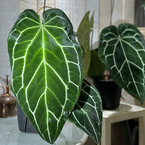 楽天市場】観葉植物 アンスリウム ジェンマニー 3.5号(個体おまかせ1鉢