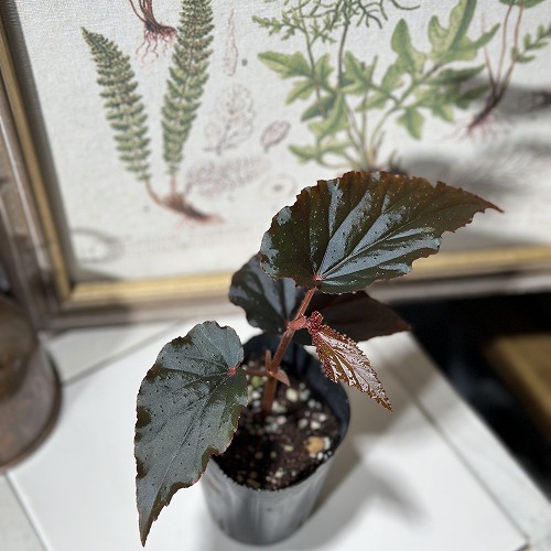 楽天市場】観葉植物 ベゴニア マクラータ(マクラタ) 4.5号