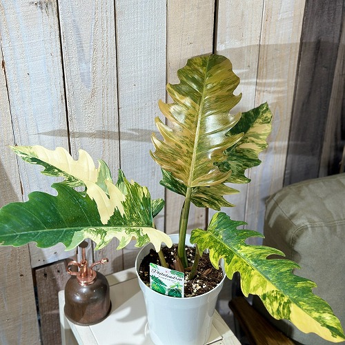 楽天市場】【アウトレット】 □観葉植物□ 現品 フィロデンドロン