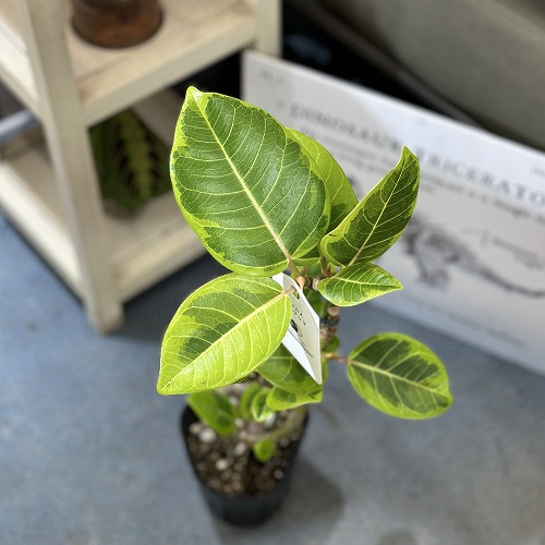 現品　フィカス　ゴムの木　アルテシマ　曲がり　34　インテリアグリーン　観葉植物 楽天市場】観葉植物 フィカス 4号 4寸 ficus 曲がり樹形 苗