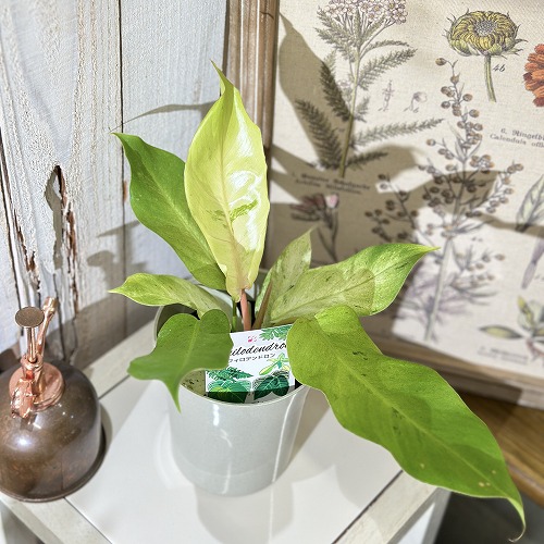 楽天市場】観葉植物 ラフィドフォラ ピナタ(斑入り) 4号吊り鉢(個体