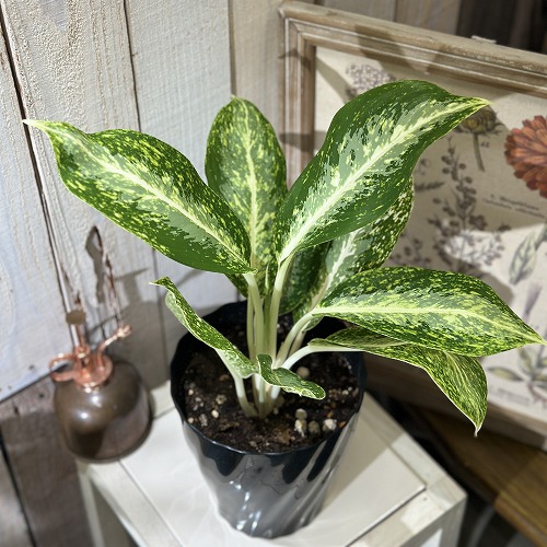 楽天市場】アンスリウム sp. ハイブリッド(斑入り) 4号 タイプA(個体