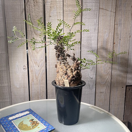 楽天市場】観葉植物/パキポディウム：グラキリス 綴化 3号鉢24-01