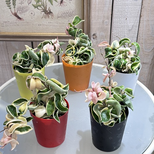 希少種　レア　ホヤ　Hoya coxanh001 ③サクララン 希少種 レア ホヤ Hoya coxanh001 ③サクララン