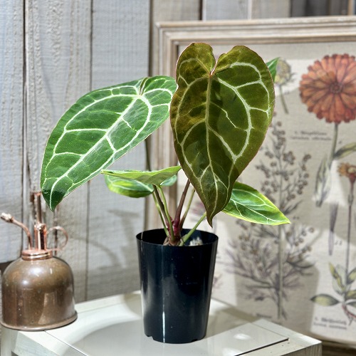 楽天市場】塊根植物 オペルクリカリア パキプス 4.5号ロング黒鉢(現品