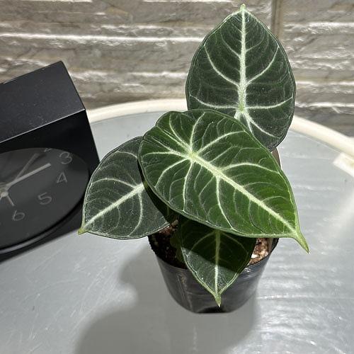 楽天市場】アロカシア キサントソーマ リンデニー 観葉植物 珍しい品種