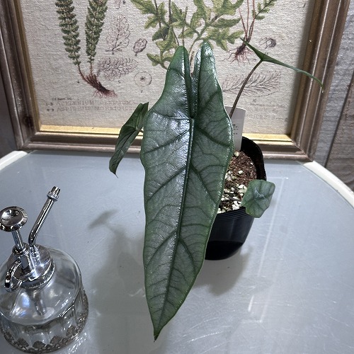 希少 アロカシア アズラニー オーレア 楽天市場】アロカシア アズラニー 観葉植物 珍しい品種 希少 3.5