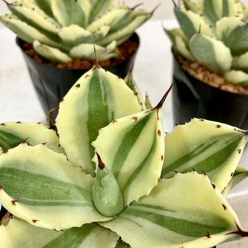 【希少サイズ/約35センチ】トランカータ　ロングスピン　パリー　アガベ 楽天市場】PLANCHU 多肉植物 アガベ パリー トランカータ 3.5号