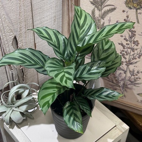 楽天市場】観葉植物 マランタ キャットマスターシュ 5号 吊り黒