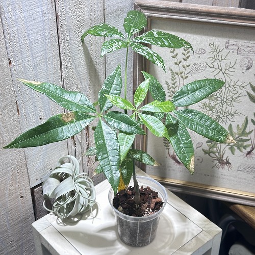 楽天市場】観葉植物 斑入りパキラ ミルキーウェイ 5号鉢 パキラ