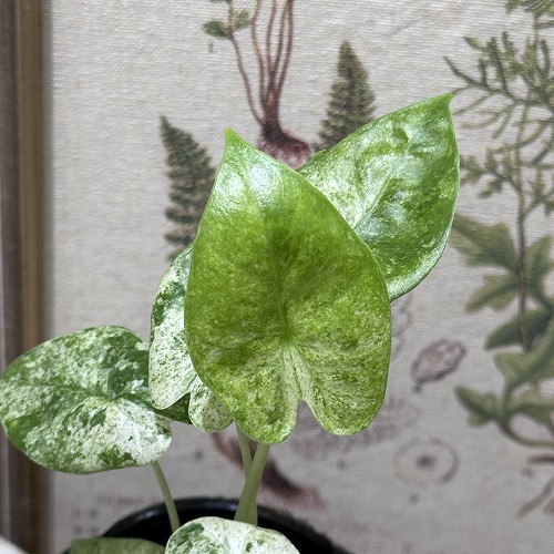 楽天市場】観葉植物 アロカシア ゴールデンボーン 3号(個体おまかせ1鉢