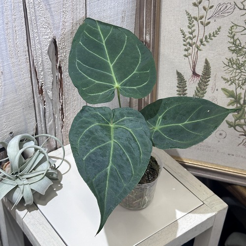 楽天市場】希少！ 観葉植物 アンスリウム Anthurium Magnificum 2.5号ポット インテリア 室内 オシャレ カワイイ 可愛い 室内  : ＬＥＡＦＳ