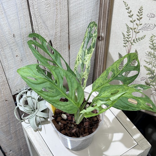 楽天市場】観葉植物 モンステラ ラニアータ 4号鉢 観葉植物 小型