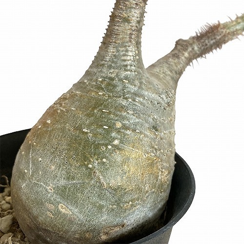 楽天市場】[ パキポディウム グラキリス 象牙宮 XLサイズ @80000] 塊根