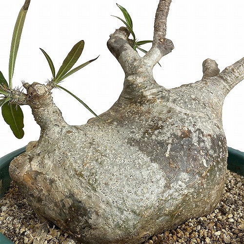 楽天市場】コーデックス：パキポディウム グラキリス 発根済