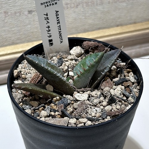 楽天市場】【中央部葉傷み】多肉植物 アガベ チタノタ ブラック