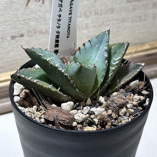 【新年セール】アガベ　チタノタ　南アフリカダイヤモンド　SAD アガベ チタノタ ”南アフリカダイヤモンド（SAD）” | Pay ID
