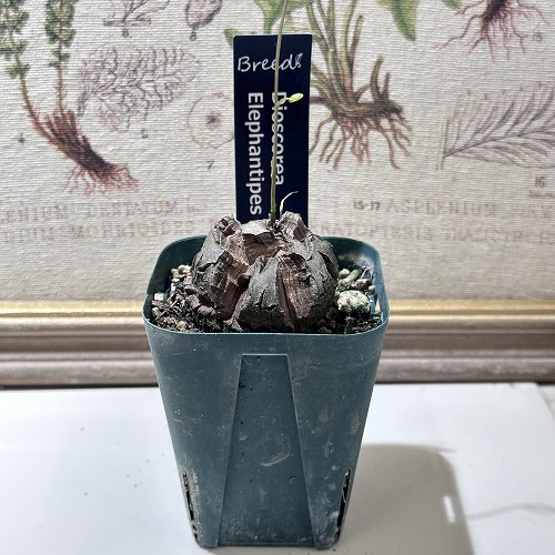 楽天市場】[お買い得]アガベ ポタトラム 王妃雷神 中斑子吹き