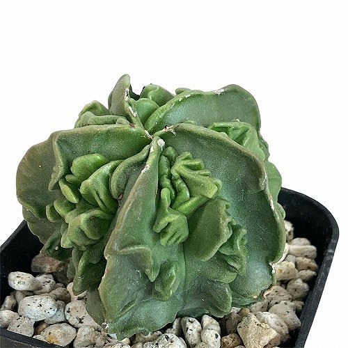 楽天市場】caツルビニカルプス 昇竜丸 0918-10 2.5号鉢 サボテン 楽天市場】caツルビニカルプス 昇竜丸 0918-10 2.5号鉢 サボテン