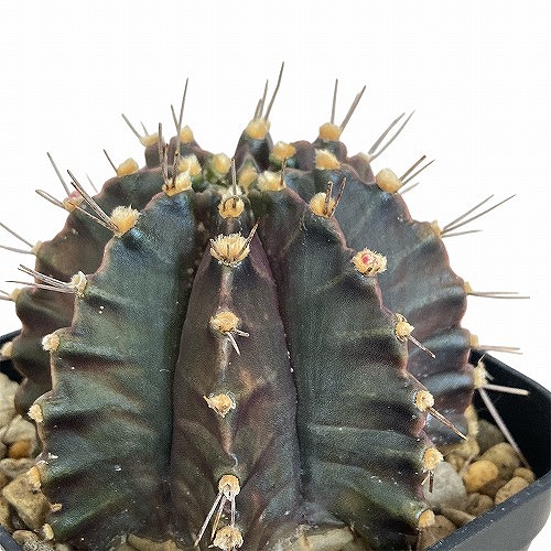 Q5レアカラー‼️ サボテン　ギムノカリキウム 54株 楽天市場】レアサボテン ギムノカリキウム ヒボタン錦 3.5号鉢