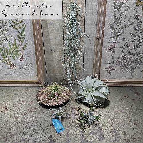 蘭 パピリオナンセ　テレス　オリンピックリングス　洋ラン 楽天市場】洋蘭 洋ラン パピリオナンセ テレス オリンピック