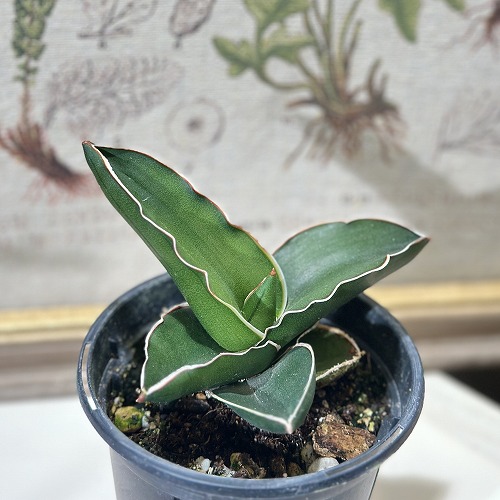 サンスベリア パゴダ 斑入り 希少 Sansevieria Pagoda - メルカリ